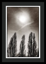 Load image into Gallery viewer, A Trio of Trees 2 - Framed Print
