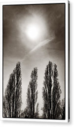 Load image into Gallery viewer, A Trio of Trees 2 - Acrylic Print
