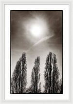 Load image into Gallery viewer, A Trio of Trees 2 - Framed Print
