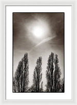 Load image into Gallery viewer, A Trio of Trees 2 - Framed Print

