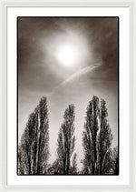 Load image into Gallery viewer, A Trio of Trees 2 - Framed Print
