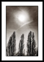 Load image into Gallery viewer, A Trio of Trees 2 - Framed Print
