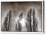 Load image into Gallery viewer, A Trio of Trees  - Canvas Print
