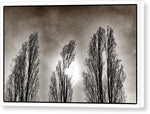 Load image into Gallery viewer, A Trio of Trees  - Canvas Print
