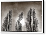 Load image into Gallery viewer, A Trio of Trees  - Canvas Print
