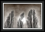 Load image into Gallery viewer, A Trio of Trees  - Framed Print
