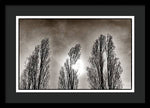 Load image into Gallery viewer, A Trio of Trees  - Framed Print
