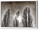 Load image into Gallery viewer, A Trio of Trees  - Acrylic Print
