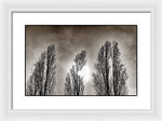 Load image into Gallery viewer, A Trio of Trees  - Framed Print
