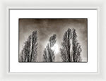 Load image into Gallery viewer, A Trio of Trees  - Framed Print
