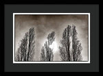 Load image into Gallery viewer, A Trio of Trees  - Framed Print
