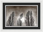 Load image into Gallery viewer, A Trio of Trees  - Framed Print

