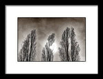 Load image into Gallery viewer, A Trio of Trees  - Framed Print
