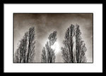 Load image into Gallery viewer, A Trio of Trees  - Framed Print
