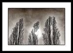 Load image into Gallery viewer, A Trio of Trees  - Framed Print
