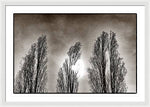 Load image into Gallery viewer, A Trio of Trees  - Framed Print
