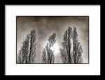 Load image into Gallery viewer, A Trio of Trees  - Framed Print
