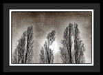 Load image into Gallery viewer, A Trio of Trees  - Framed Print
