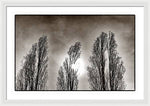 Load image into Gallery viewer, A Trio of Trees  - Framed Print
