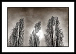 Load image into Gallery viewer, A Trio of Trees  - Framed Print
