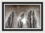 Load image into Gallery viewer, A Trio of Trees  - Framed Print
