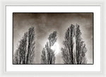 Load image into Gallery viewer, A Trio of Trees  - Framed Print

