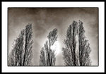 Load image into Gallery viewer, A Trio of Trees  - Framed Print

