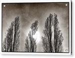Load image into Gallery viewer, A Trio of Trees  - Acrylic Print
