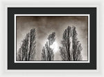 Load image into Gallery viewer, A Trio of Trees  - Framed Print
