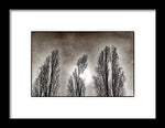 Load image into Gallery viewer, A Trio of Trees  - Framed Print
