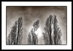 Load image into Gallery viewer, A Trio of Trees  - Framed Print
