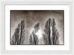 Load image into Gallery viewer, A Trio of Trees  - Framed Print
