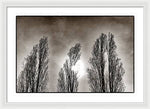 Load image into Gallery viewer, A Trio of Trees  - Framed Print

