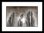 Load image into Gallery viewer, A Trio of Trees  - Framed Print
