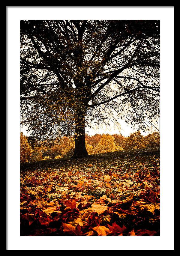 Autumnal Park - Framed Print