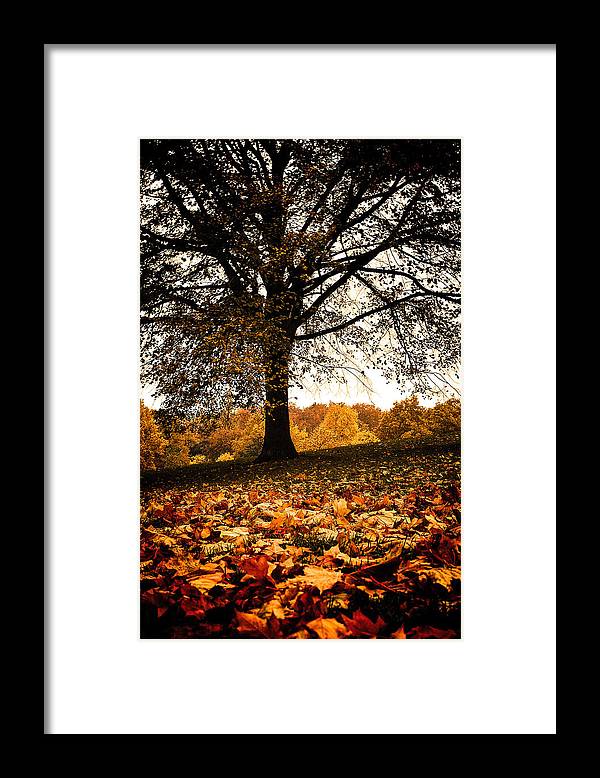 Autumnal Park - Framed Print