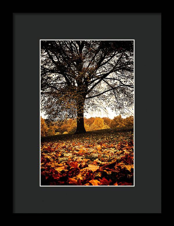 Autumnal Park - Framed Print