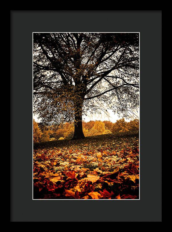 Autumnal Park - Framed Print