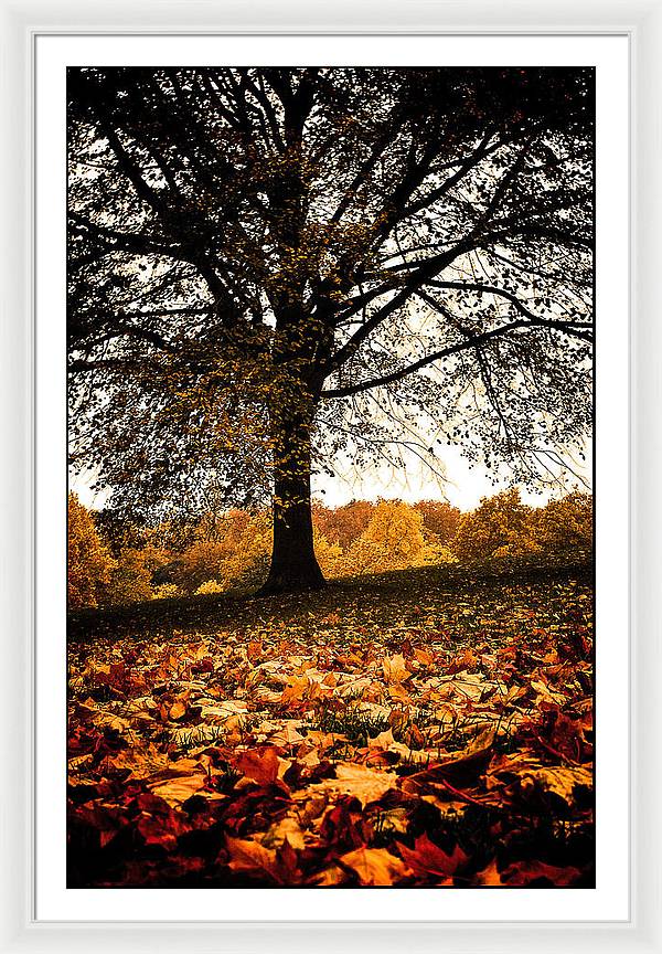 Autumnal Park - Framed Print