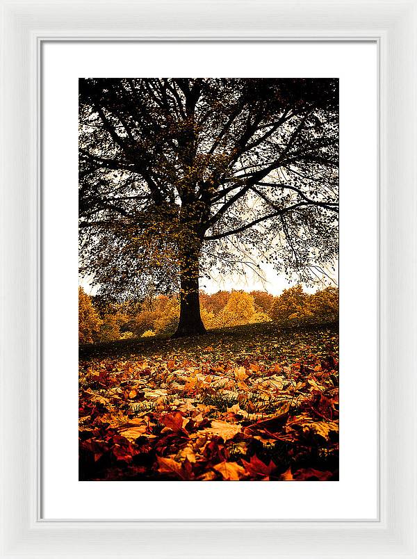 Autumnal Park - Framed Print