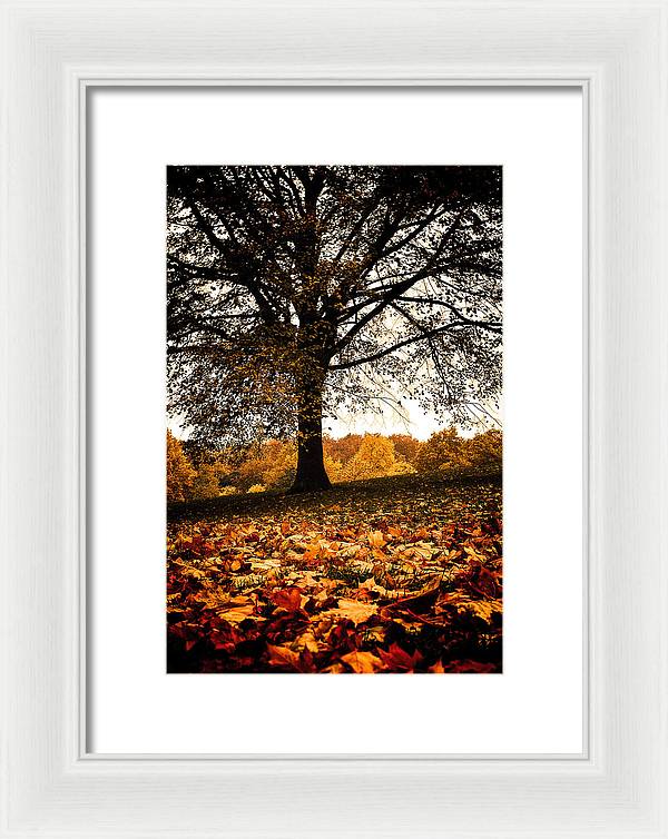 Autumnal Park - Framed Print