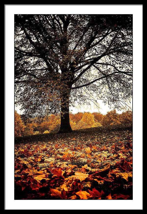 Autumnal Park - Framed Print