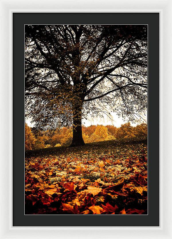 Autumnal Park - Framed Print