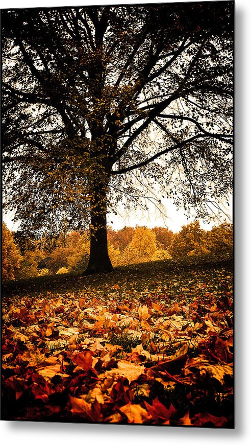 Autumnal Park - Metal Print