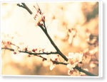 Load image into Gallery viewer, Blossoming Buds - Canvas Print
