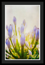 Load image into Gallery viewer, Blue Buds Botanicals - Framed Print
