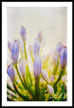 Load image into Gallery viewer, Blue Buds Botanicals - Framed Print
