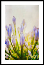 Load image into Gallery viewer, Blue Buds Botanicals - Framed Print
