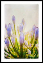 Load image into Gallery viewer, Blue Buds Botanicals - Framed Print

