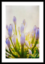 Load image into Gallery viewer, Blue Buds Botanicals - Framed Print
